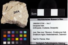 Foto (Objket + Etiketten) von Decapoda indet. 